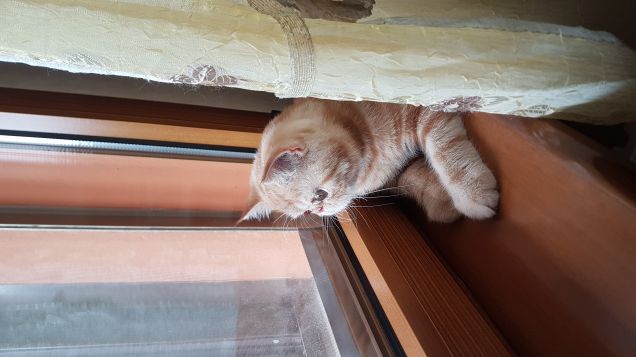 Leo alla finestra 