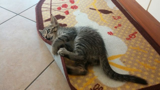 Che buono questo tappeto