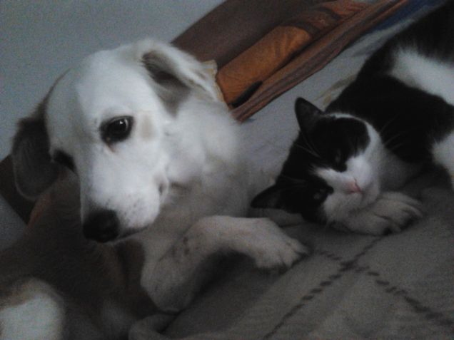 Noi, famiglia per amore