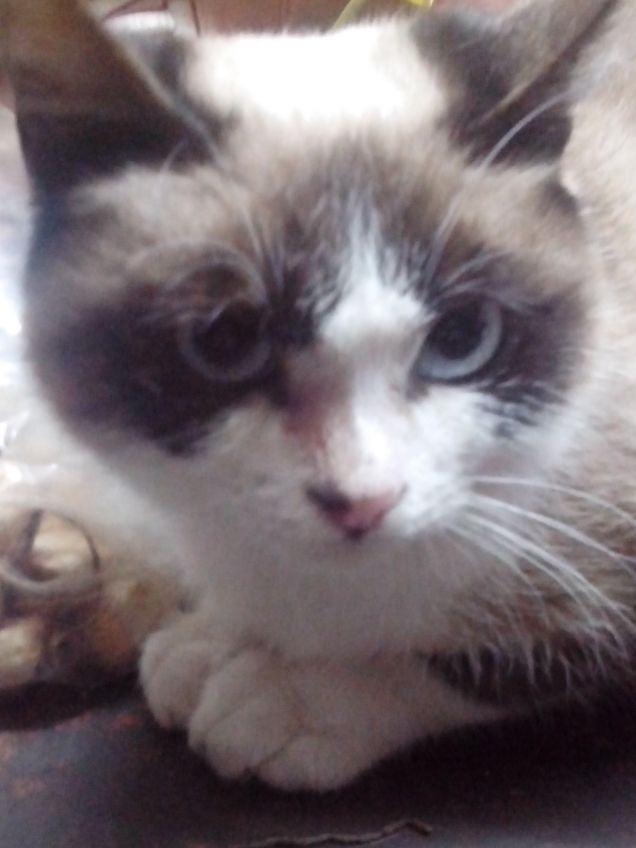 Aristocle