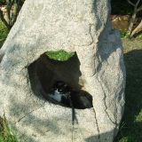 Aisha è una roccia 3