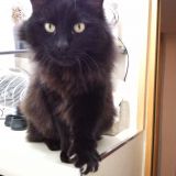 Omar ...che ci fai in bagno?