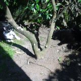 Spicchio di sole in giardino