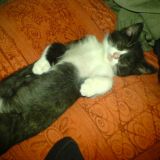 Aisha... ricchi sonni