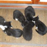 C'è pappa per tutti !!!