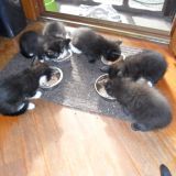 C'è pappa per tutti !!! 2