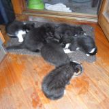 C'è pappa per tutti !!! 3