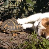 Vanessa e la tartaruga