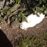 Vanessa e la tartaruga