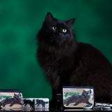 Omar e i sui gadget in vendita per beneficenza 2