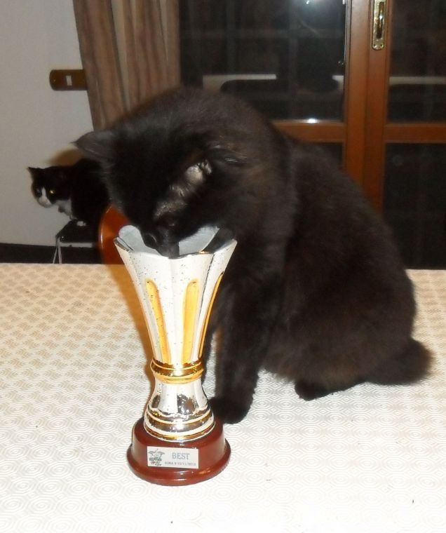 Bere dalla coppa....???