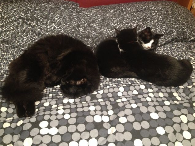 Tutti insieme ...appassionatamente