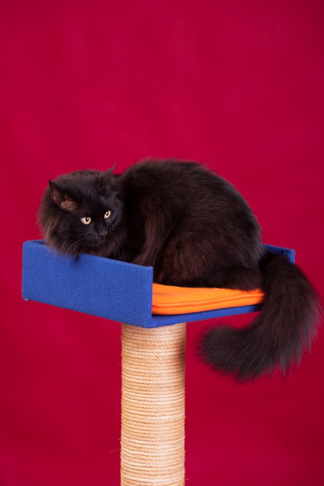 Omar e il Tiragraffi fatto da Papi