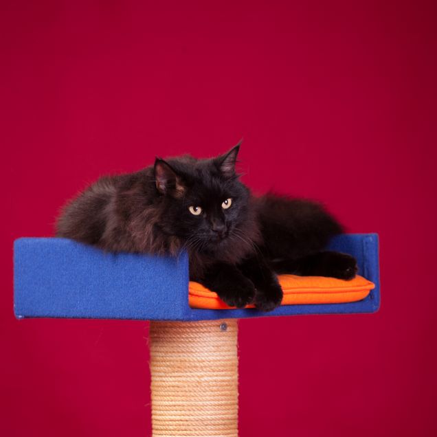 Omar e il Tiragraffi fatto da Papi 3