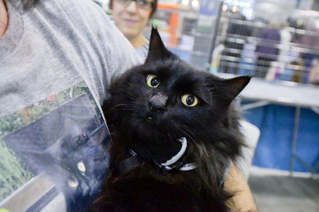 Omar al Supercat Show 2