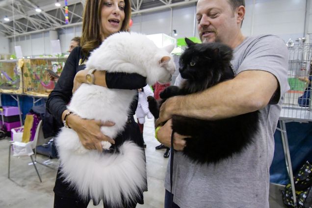 Omar al Supercat Show 3