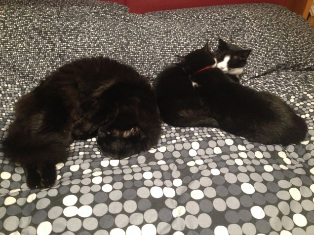 sintonia tutti e 3 vicini vicini