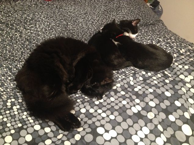 sintonia tutti e 3 vicini vicini