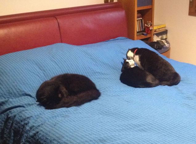 sintonia tutti e 3 vicini vicini 2