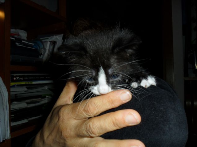 Nat  e i cuccioli