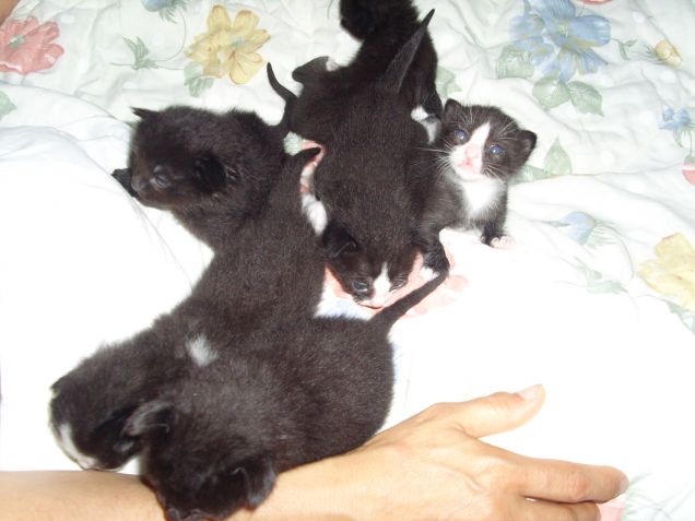 cuccioli vicini vicini