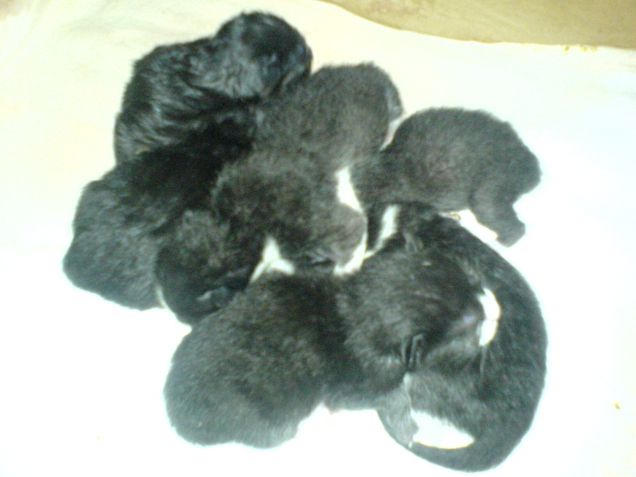 cuccioli vicini vicini
