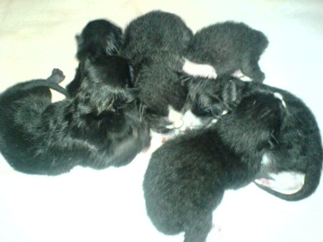 cuccioli vicini vicini