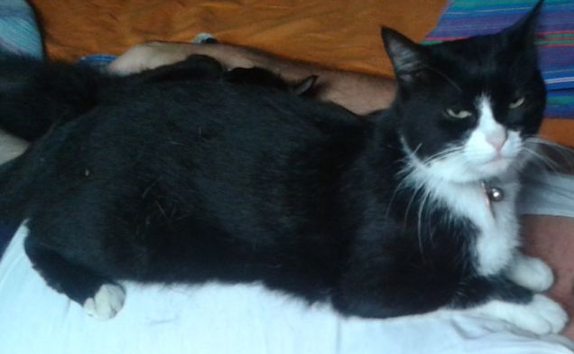 Aisha ....ma ti pare normale?