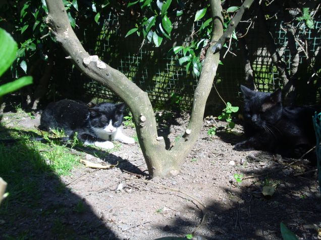 Spicchio di sole in giardino