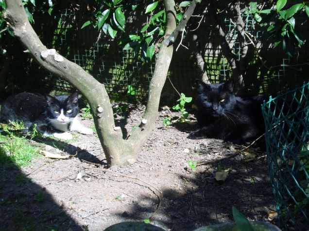 Spicchio di sole in giardino