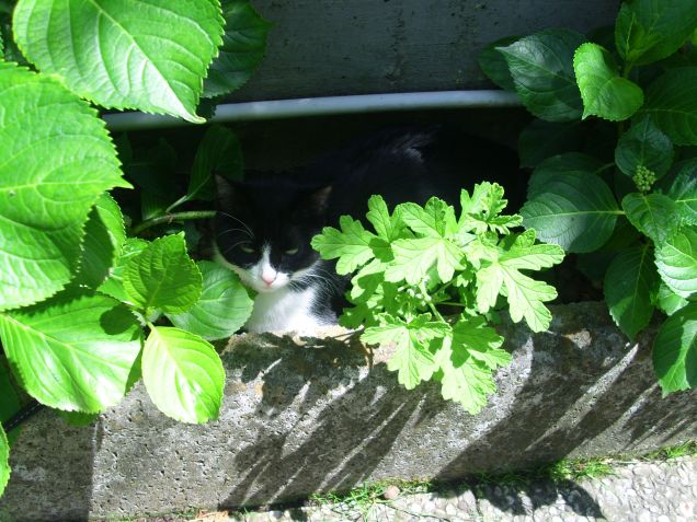 Aisha in giardino