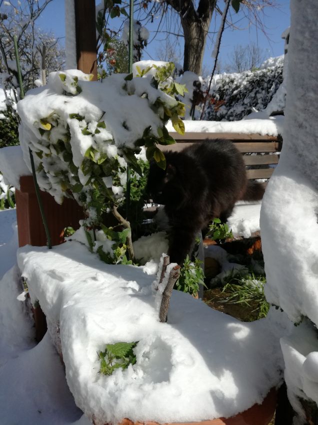 Omar e la neve