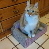 Nuovo divanetto tiragraffi