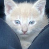 Quando eravamo cuccioli