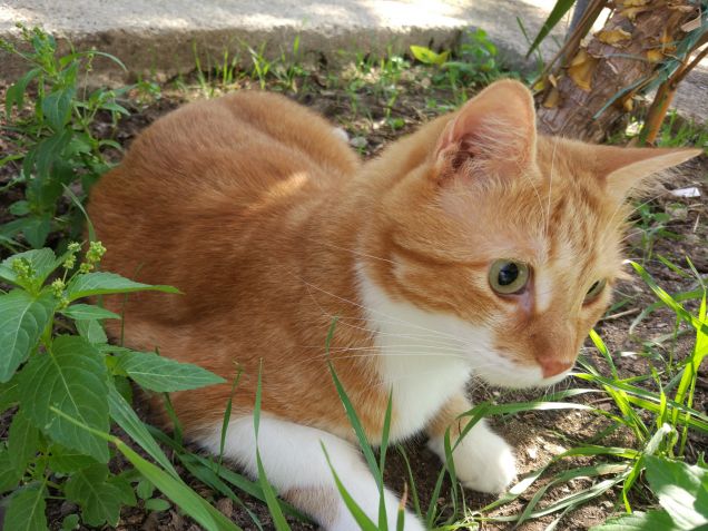 Mirko in cortile