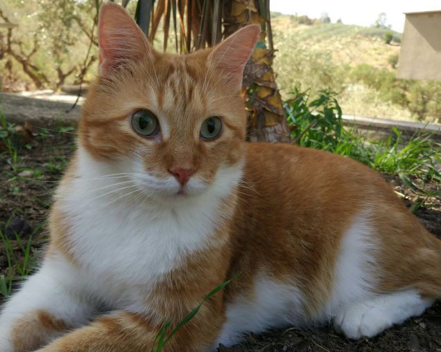 Mirko in cortile