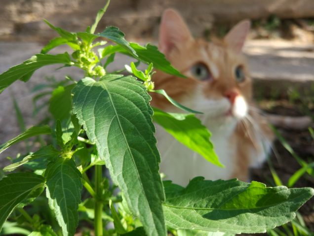 Mirko in cortile