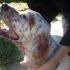 FELIX, magnifico setter di 16 mesi vi aspetta!!!