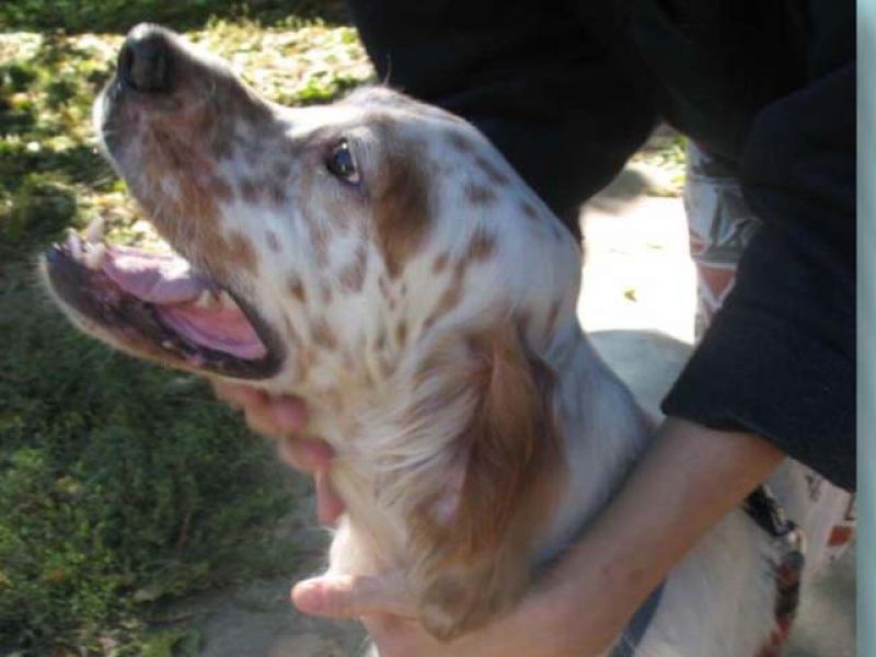 FELIX, magnifico setter di 16 mesi vi aspetta!!!