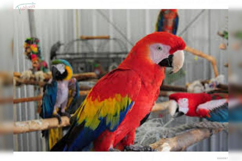adorabile paio di pappagalli Ara macao