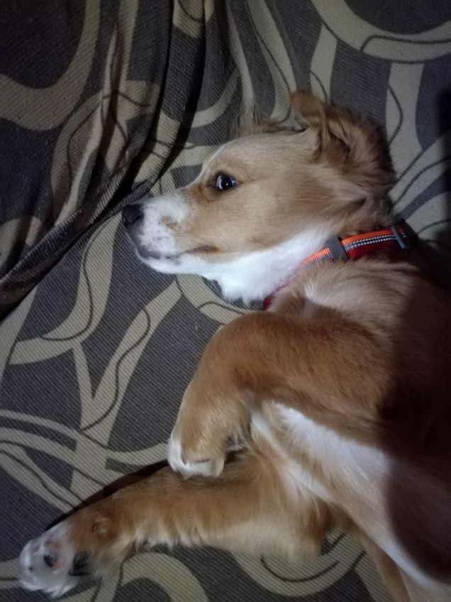 Leon e il riposino serale