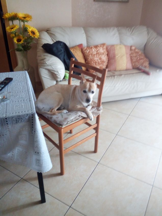 Buonasera dal mio cucciolo