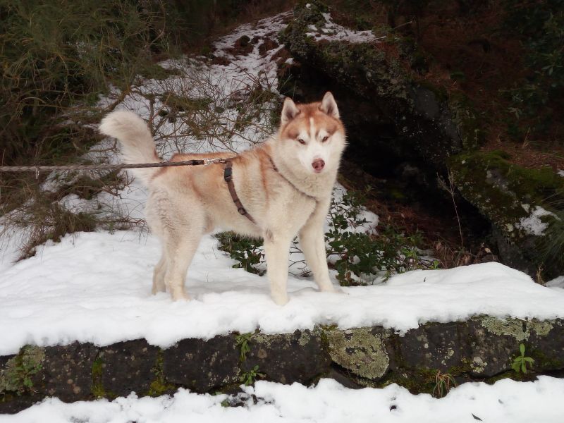 Husky maschio di 4 anni cerca femmina per monta