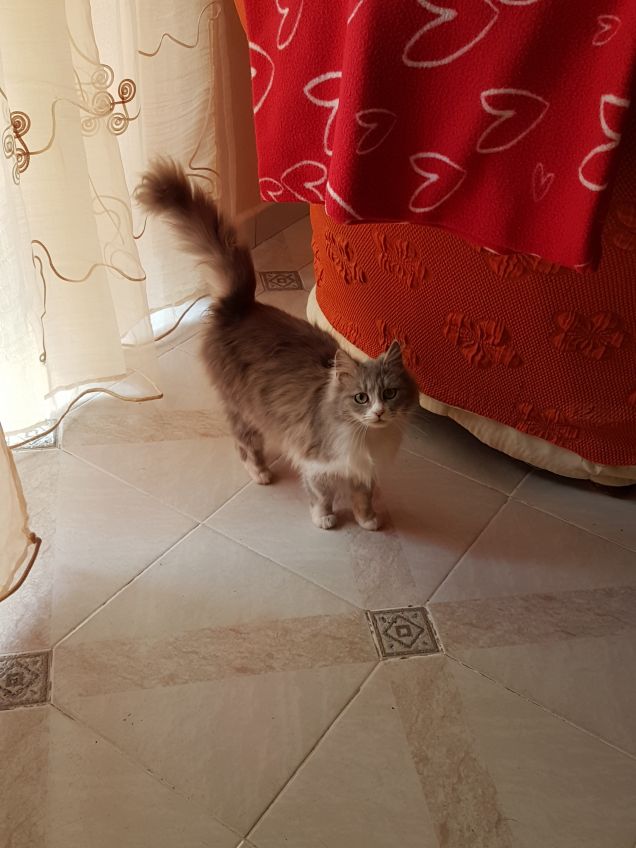 buongiorno mondo gattoso 