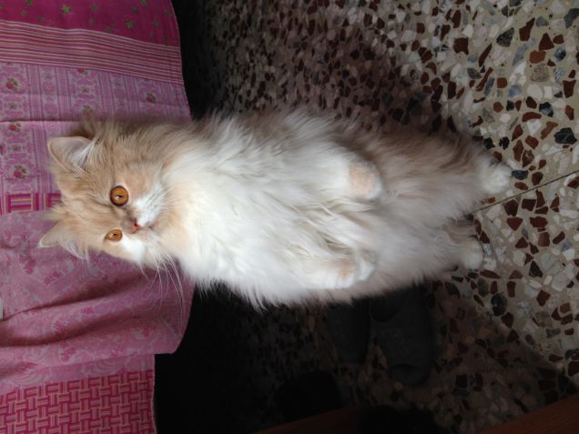 sono un gatto non sono un pinguino