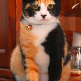 La Reginetta di Casa...