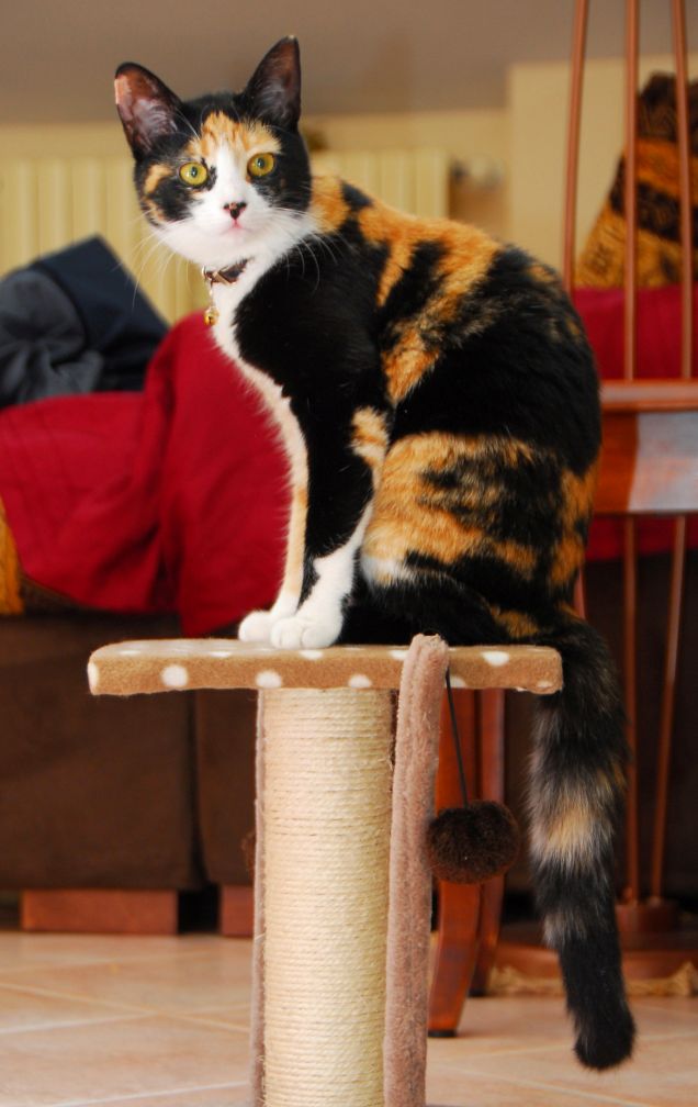 Samy in posa statuaria