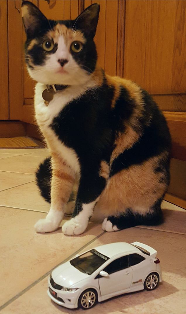 SAMY con HONDA CIVIC