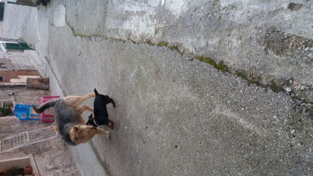 il gigante e la piccola peste