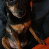 Momenti rilassanti del mio pet